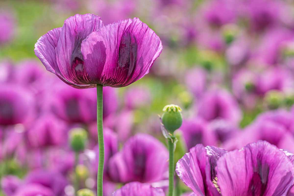 A close up horizontal image of purple poppies growing en mass in a meadow.