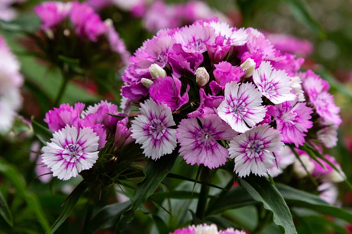 A close up horizontal image of pink and white sweet williams flowers pictured on a soft focus background.