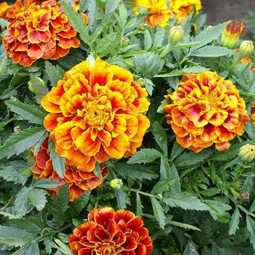 A close up square image of bicolored 'Queen Sophie' marigold flowers growing in the garden.