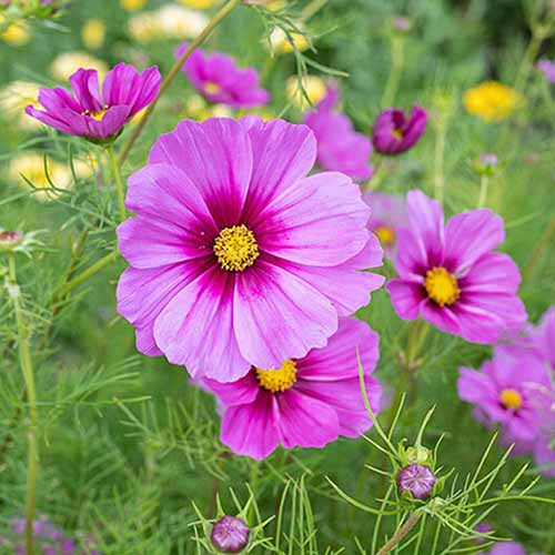 A close up square image of bright pink 'Radiance' cosmos flowers growing in a meadow.