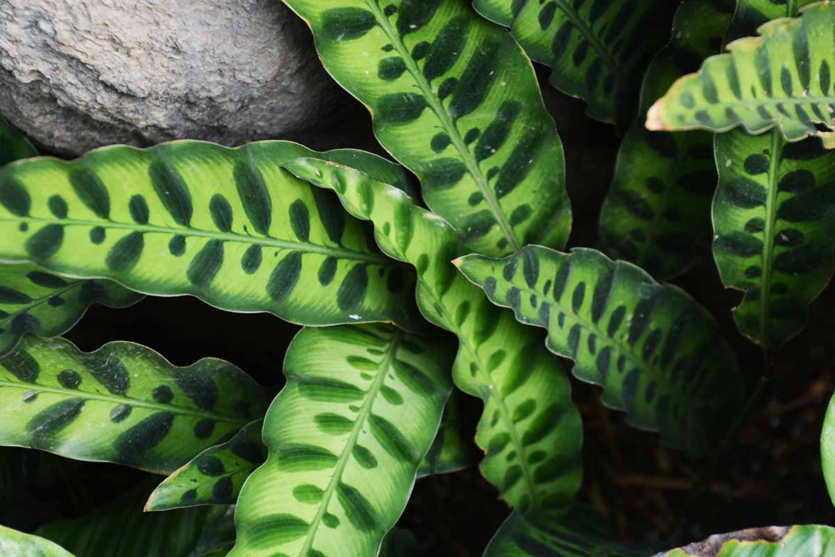 A close up horizontal image of a rattlesnake plant (Goeppertia insignis) growing between rocks.