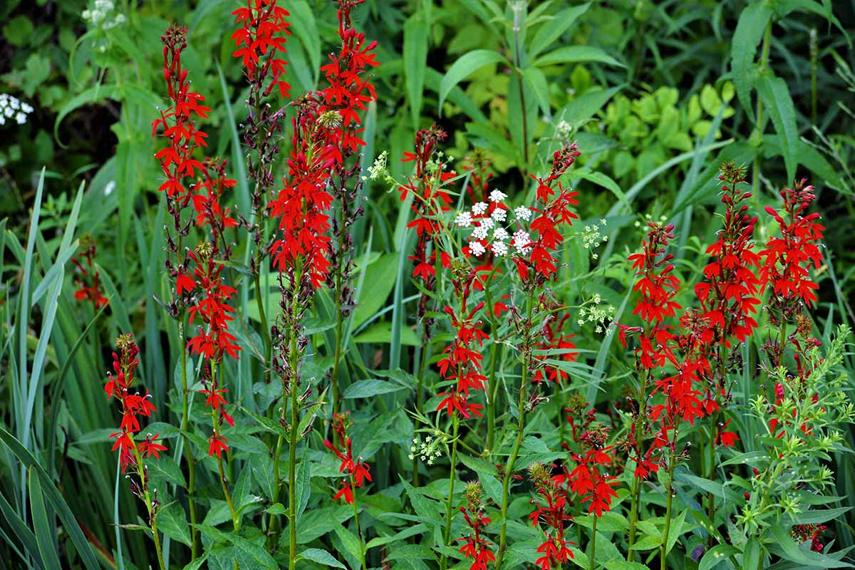 A close up horizontal image of cardinal flowers growing in a mixed planting in the garden.