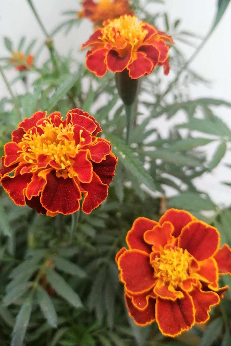 A close up vertical image of bright red and yellow 'Red Cherry' marigolds growing in the garden with foliage in soft focus in the background.
