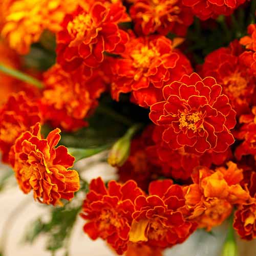 A close up square image of bright 'Red Cherry' marigolds displayed in a vase indoors.