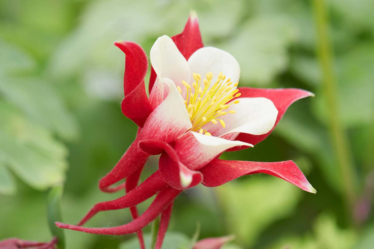 A close up horizontal image of a red and white 'Red Hobbit' columbine flower pictured on a green soft focus background.