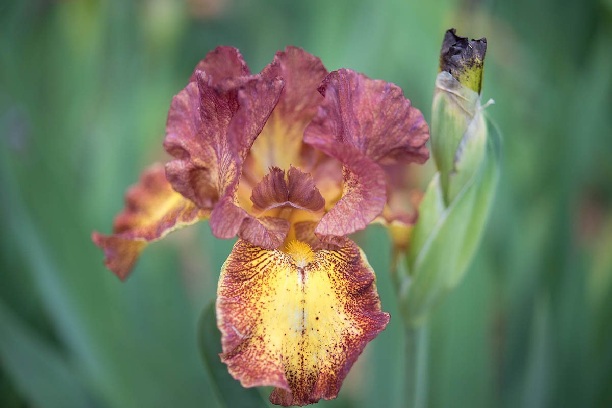 A close up horizontal image of 'Red Hot Chili' iris growing in the garden pictured on a soft focus background.