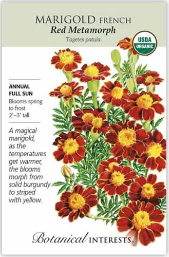 A close up vertical image of a seed packet of Tagetes patula 'Red Metamorph,' with text to the left of the frame and a hand-drawn illustration to the right.