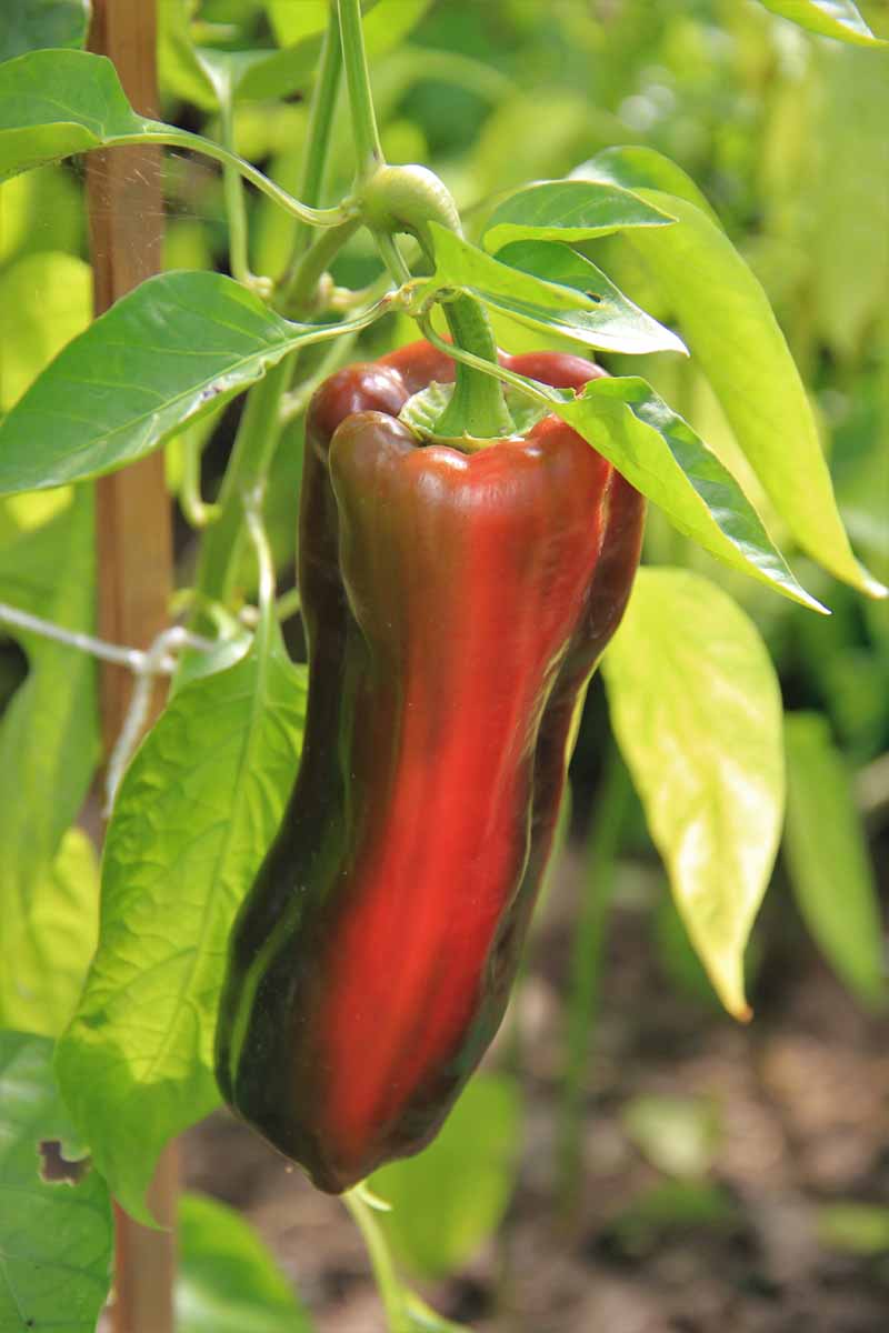 A close up vertical image of a poblano pepper growing in the garden that is starting to turn red as it ripens.