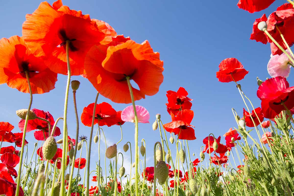 A horizontal image of red poppies in a meadow pictured from below on a blue sky background.