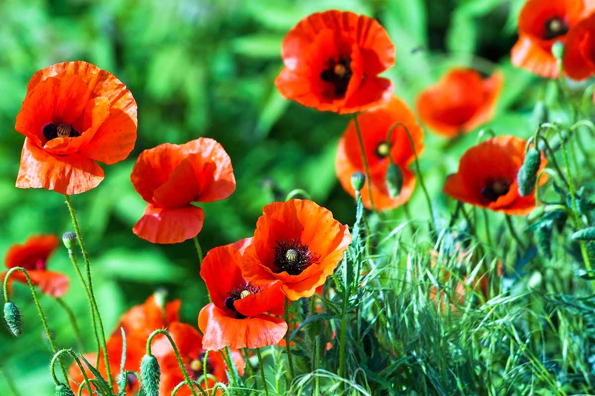 A horizontal image of bright red poppies growing in a sunny garden pictured on a soft focus background.