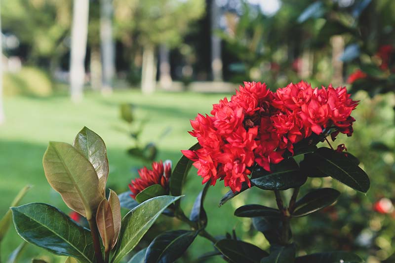 A close up horizontal image of bright red rhododendron flowers growing in the garden pictured on a soft focus background.