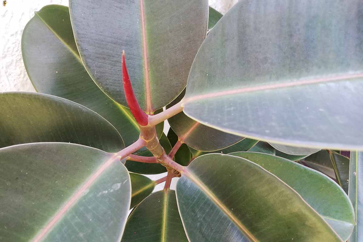 A close up horizontal image of a red sheath on a ficus plant.