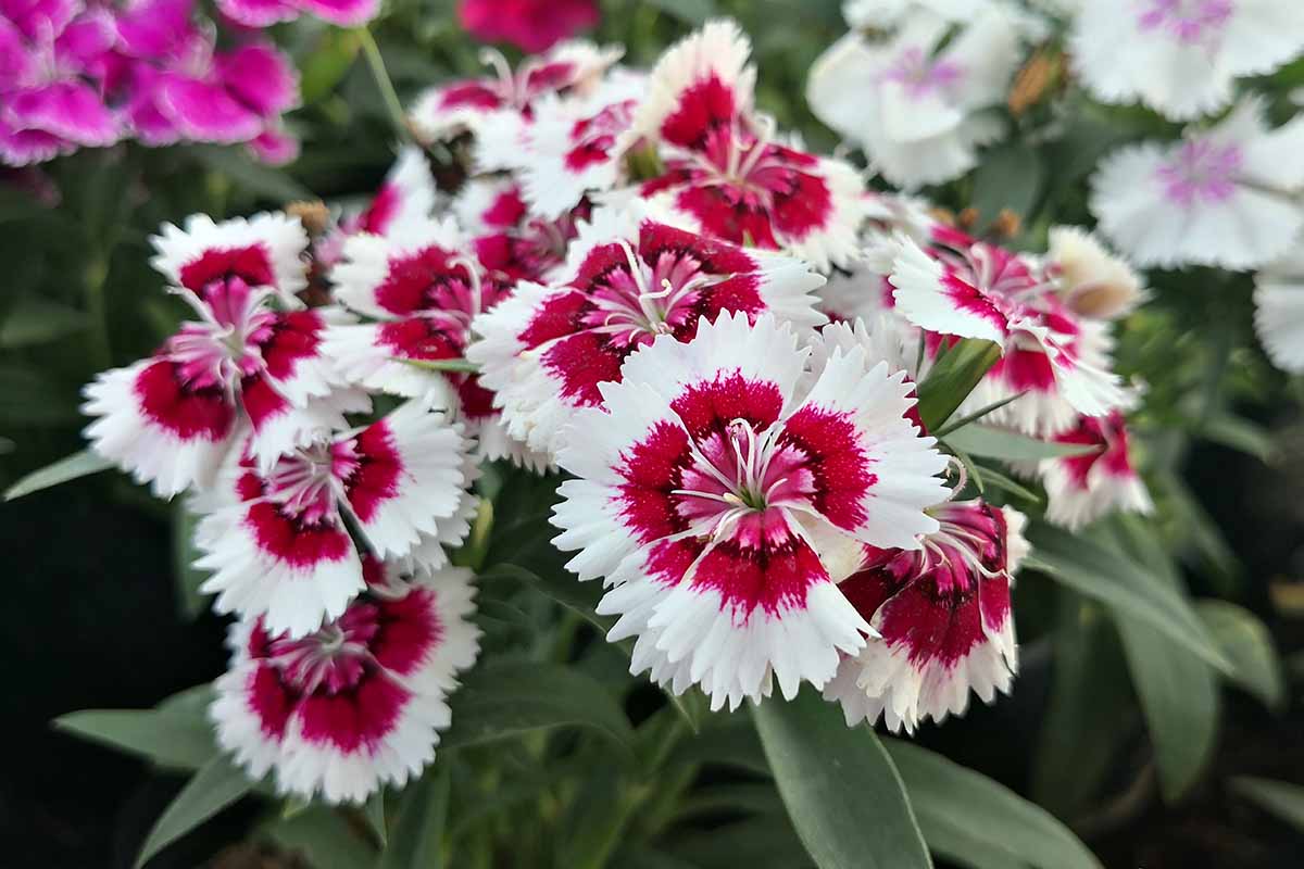 A close up horizontal image of Dianthus chinensis flowers with white petals and bright red centers.