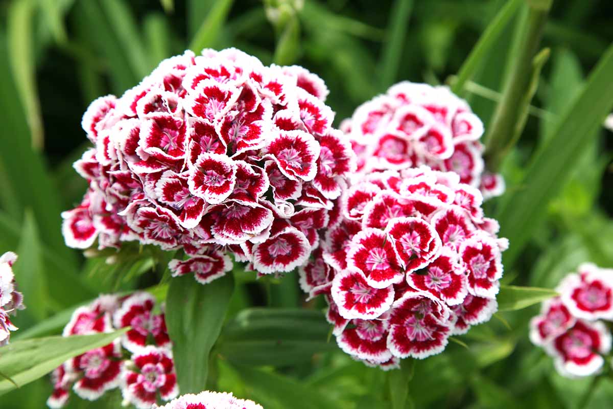 A close up horizontal image of red and white sweet william flowers pictured on a soft focus background.