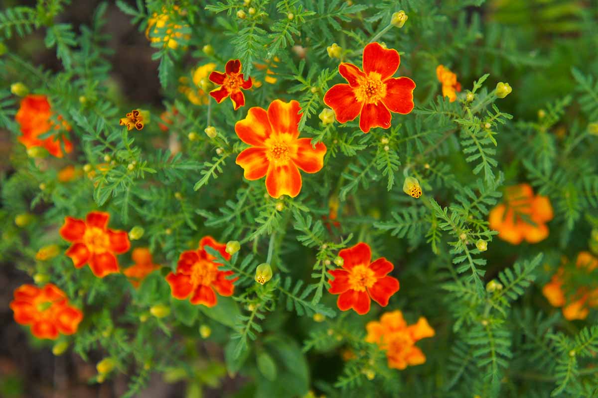 A close up horizontal image of red and yellow bicolored Tagetes tenuifolia flowers with wispy green foliage in soft focus in the background.