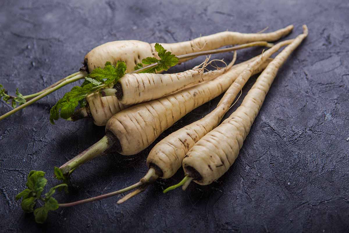 A close up horizontal image of parsnips (Pastinaca sativa) with the tops still attached set on a slate gray surface.