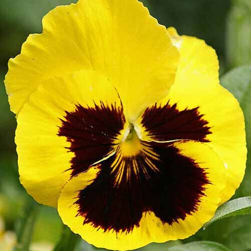 A close up square image of a yellow and brown pansy flower 'Rhinegold' pictured on a soft focus background.