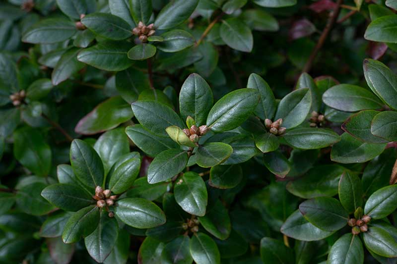 A close up horizontal image of rhodoendron foliage and buds growing in the garden.