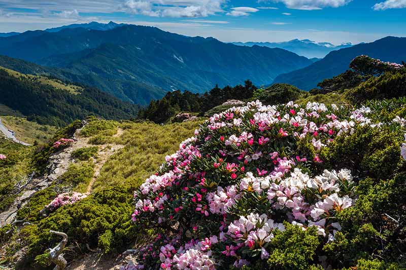 A horizontal image of a hillside with wild rhododendrons growing wild, with mountains in soft focus in the background.