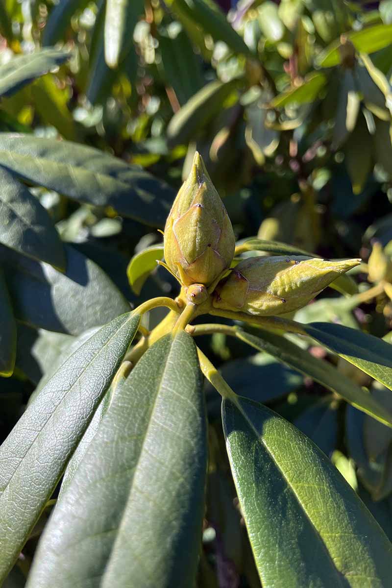 A close up vertical image of a rhododendron bud growing in the garden pictured in light filtered sunshine on a soft focus background.
