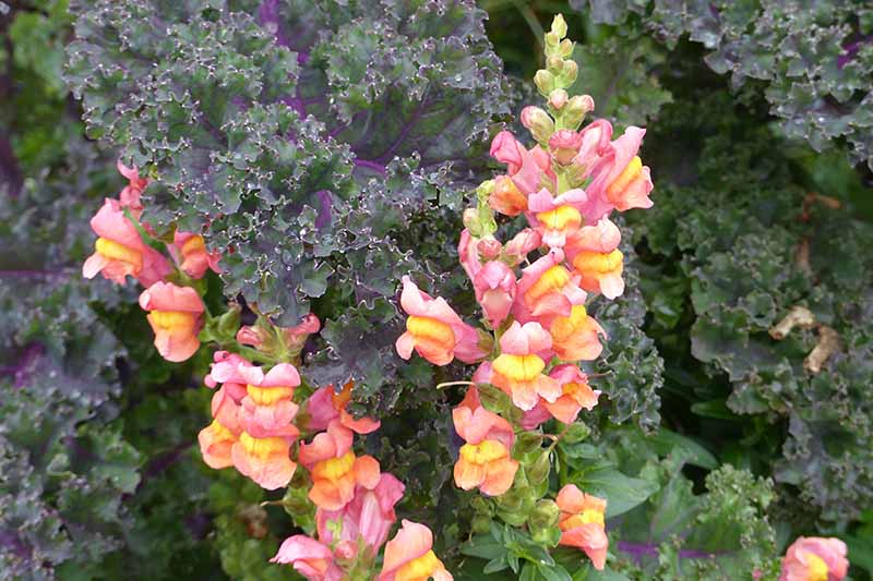 A close up horizontal image of Rocket 'Bronze' snapdragons growing in the garden with kale in the background.