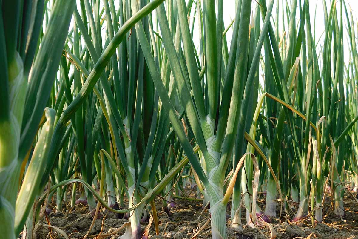 A close up horizontal image of rows of scallions growing in the garden.