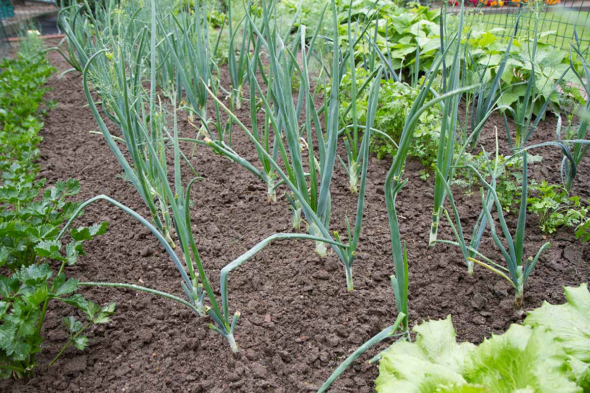 A close up horizontal image of rows of scallions growing in the vegetable garden.