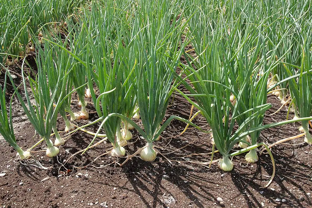 A close up horizontal image of rows of spring onions growing in the garden pictured in bright sunshine.