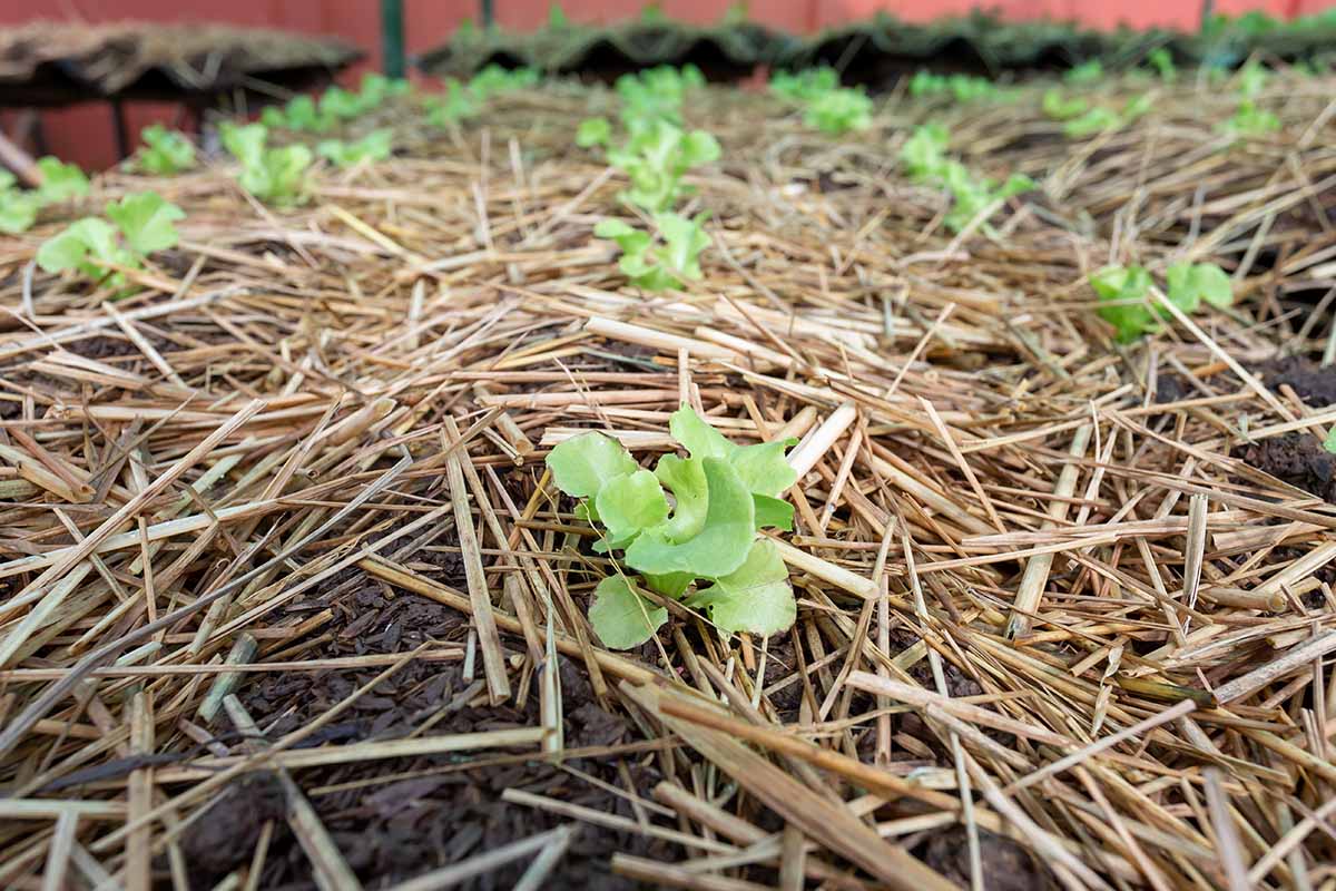 A horizontal image of rows of lettuce growing in the garden surrounded by straw mulch.