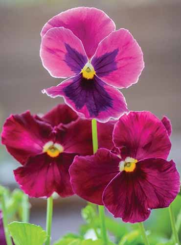 A vertical image of Ruby series pansies pictured on a soft focus background.