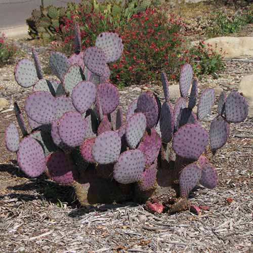 A close up square image of Opuntia 'Santa Rica' growing in a desert landscape.