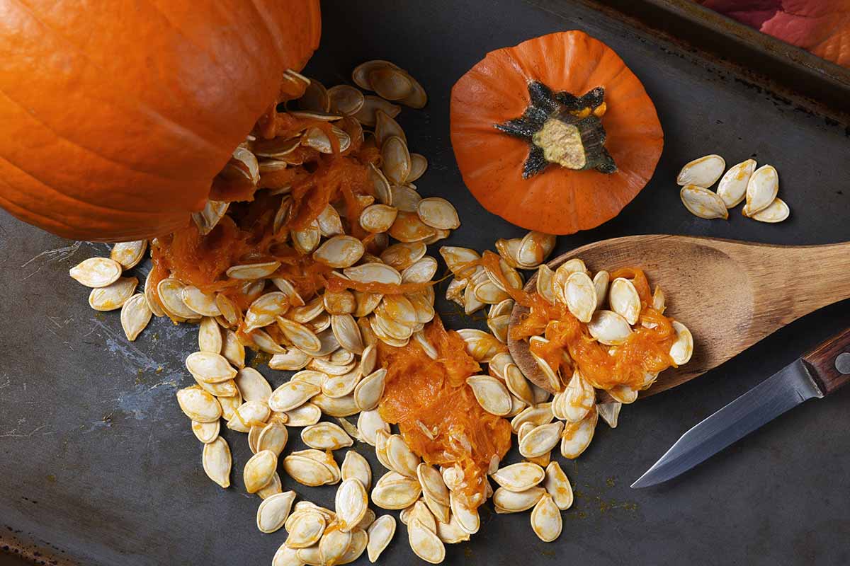 A close up horizontal image of a pumpkin that has been cut open and is spilling seeds on to a metal surface.