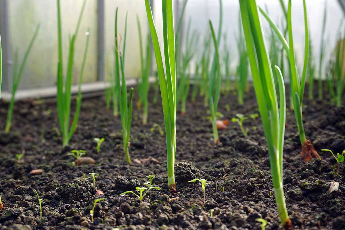 A close up horizontal image of young scallion seedlings growing in a vegetable garden.