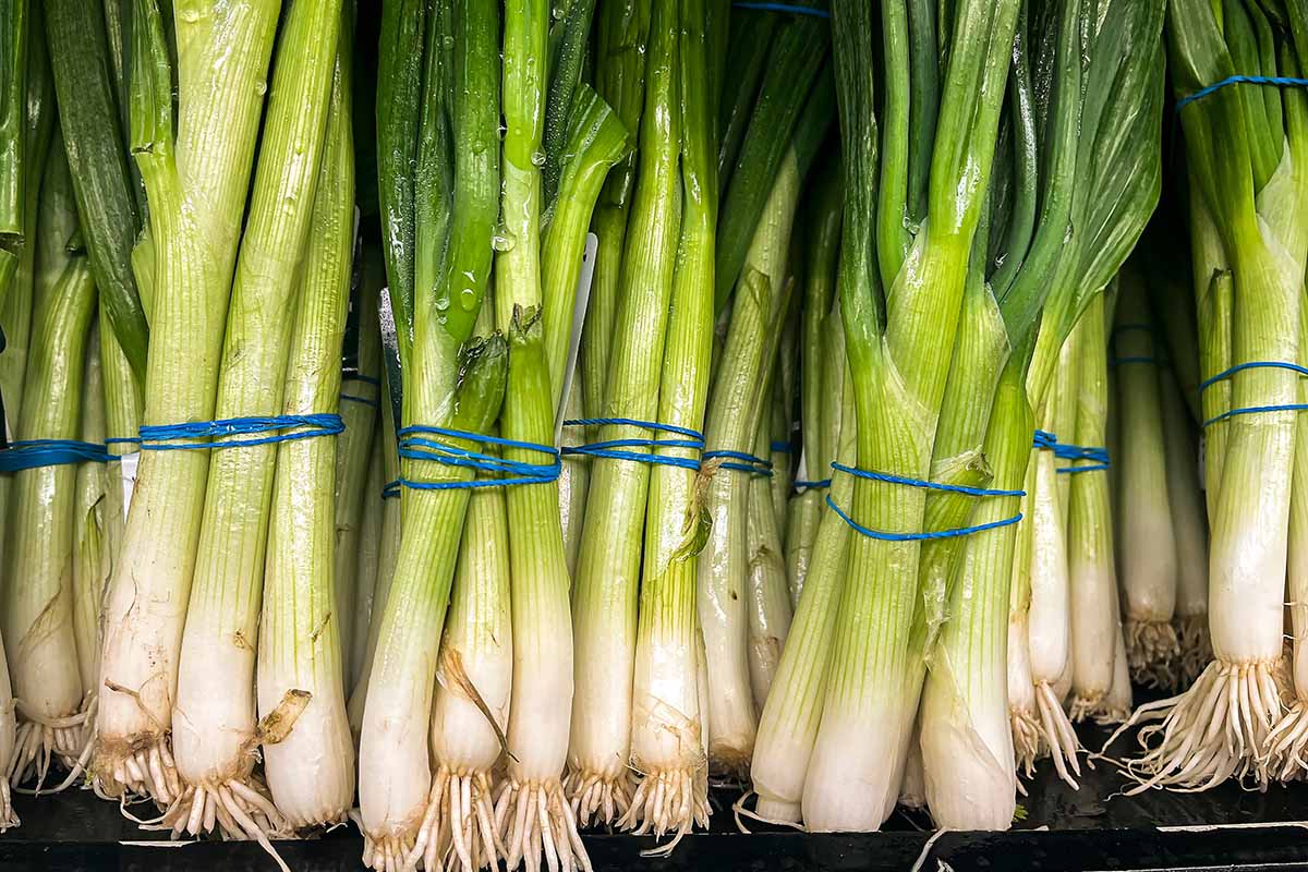 A close up horizontal image of bunches of fresh scallions in a pile.
