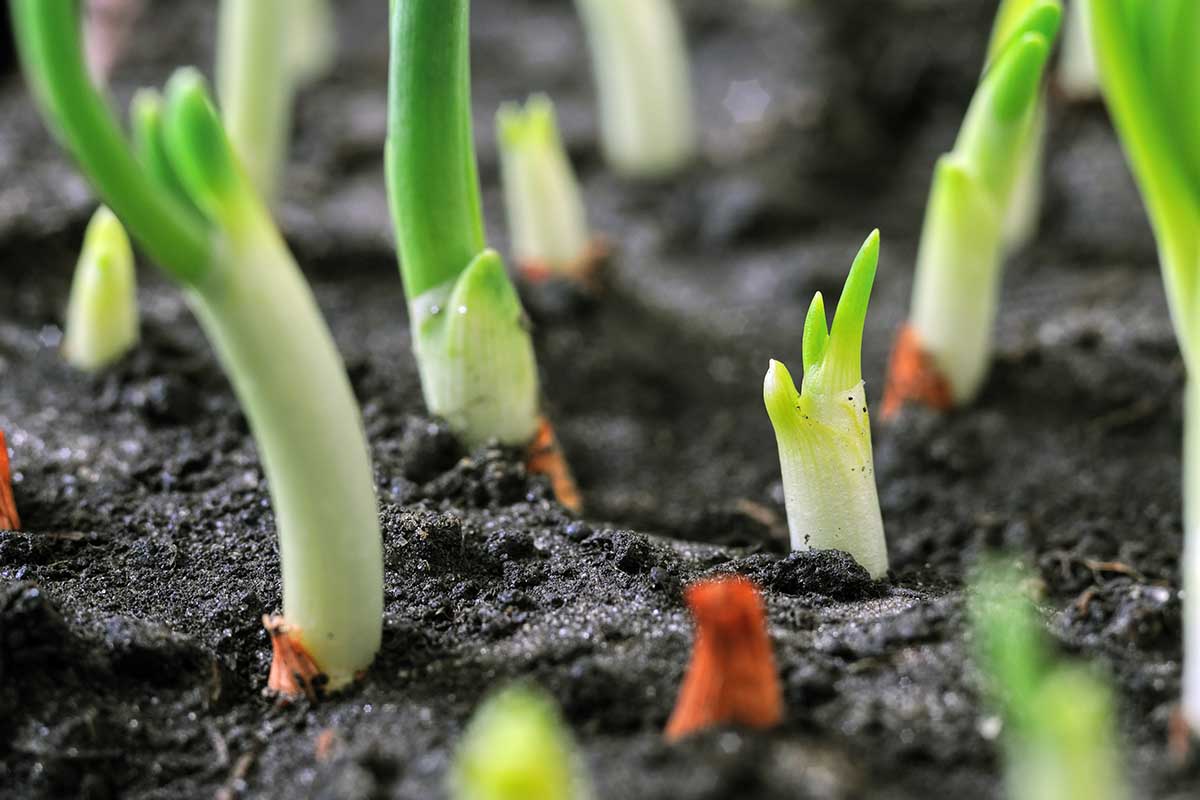 A close up horizontal image of seedlings growing in the garden fading to soft focus in the background.