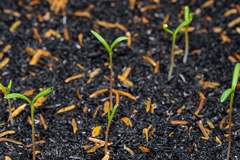 A close up horizontal image of seedlings growing in the garden.