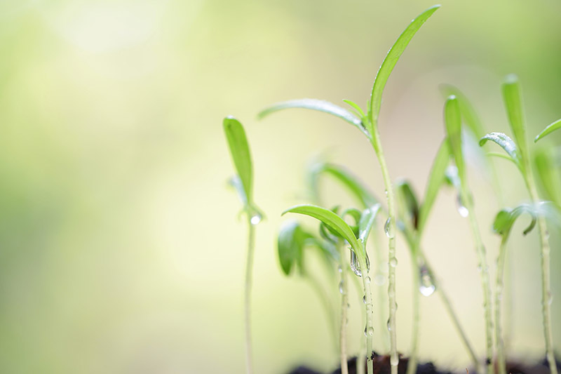 A close up horizontal image of seedlings growing indoors pictured on a soft focus background.