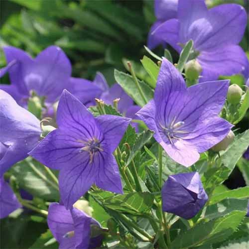 A close up square image of 'Sentimental Blue' balloon flowers growing in the garden.