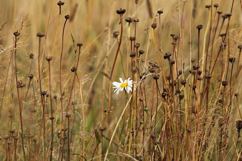 A close up horizontal image of a lone Shasta daisy among dried out stems.