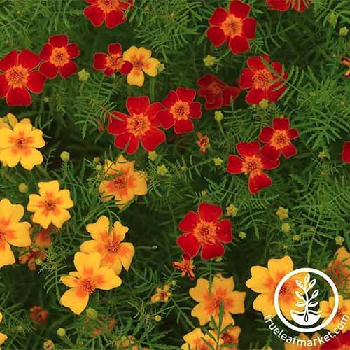 A close up square image of red and white Tagetes tenuifolia flowers. To the bottom right of the frame is a white circular logo with text.