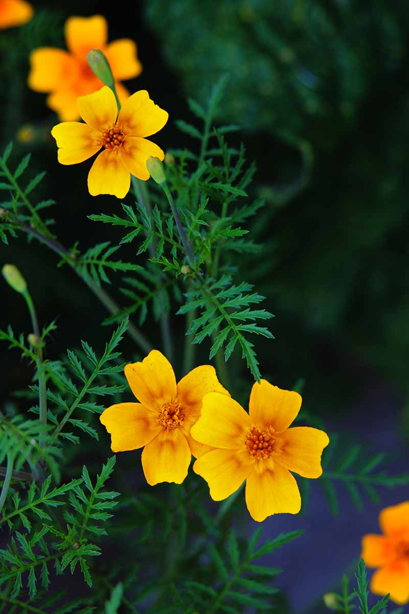 A vertical image of bright yellow signet marigolds and feathery foliage pictured on a dark background.