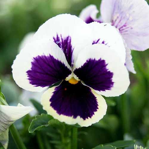 A close up square image of a Viola × wittrockiana 'Silverbride' flower, with white and purple petals pictured on a soft focus background.