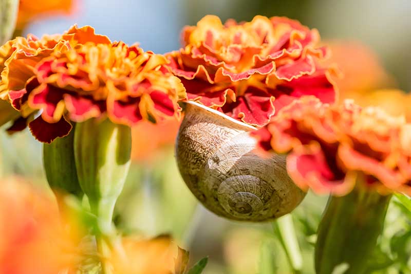 A close up horizontal image of a snail attached to a flower pictured in bright sunshine on a soft focus background.