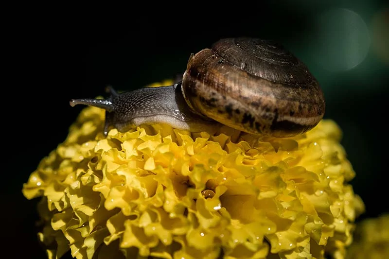 A close up horizontal image of a snail on top of a yellow flower pictured on a soft focus background.
