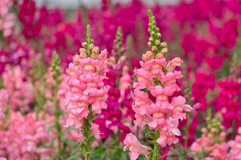 A close up horizontal image of bright pink Antirrhinum majus flowers growing in the garden pictured on a soft focus background.