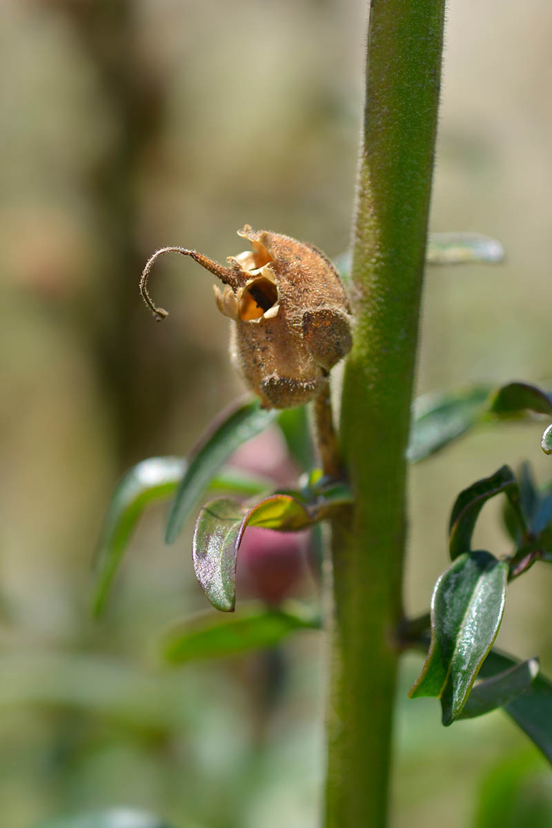 A close up vertical image of an Antirrhinum majus seed pod growing on the plant pictured on a soft focus background.
