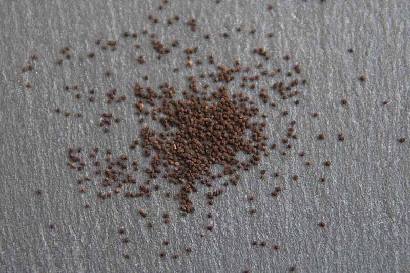 A close up horizontal image of Antirrhinum majus seeds on a light gray background.