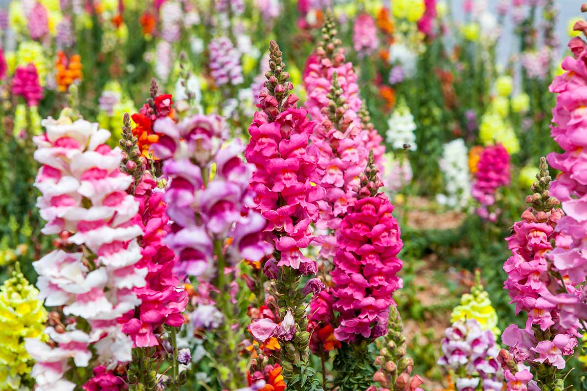 A close up horizontal image of pink snapdragon flowers (Antirrhinum majus) growing in the garden pictured on a soft focus background.