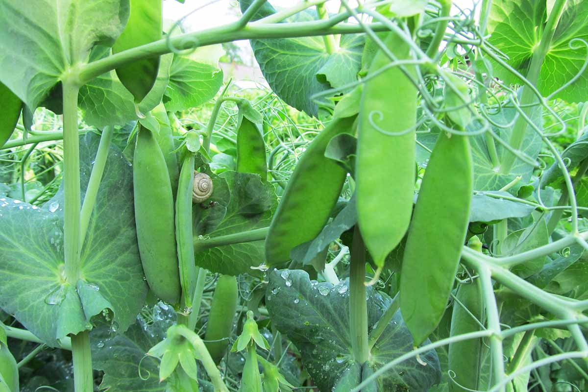 A close up horizontal image of snow peas growing in the garden with a snail on one of the leaves.