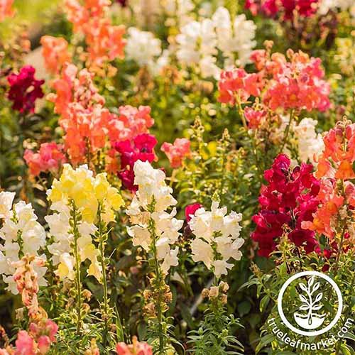 A close up square image of a swath of Antirrhinum majus Sonnet flowers growing in the summer garden.